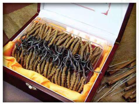 临湘冬虫夏草回收